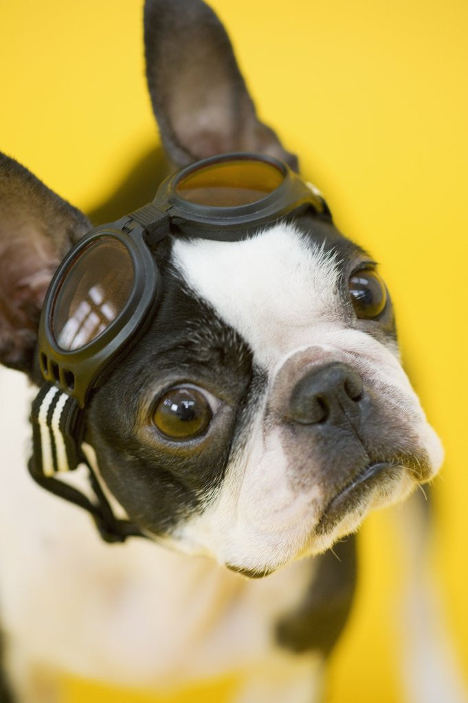 Detail of Dog wearing goggles by Anonymous