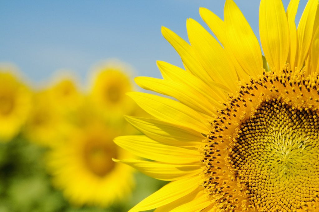 Sunflowers by Corbis