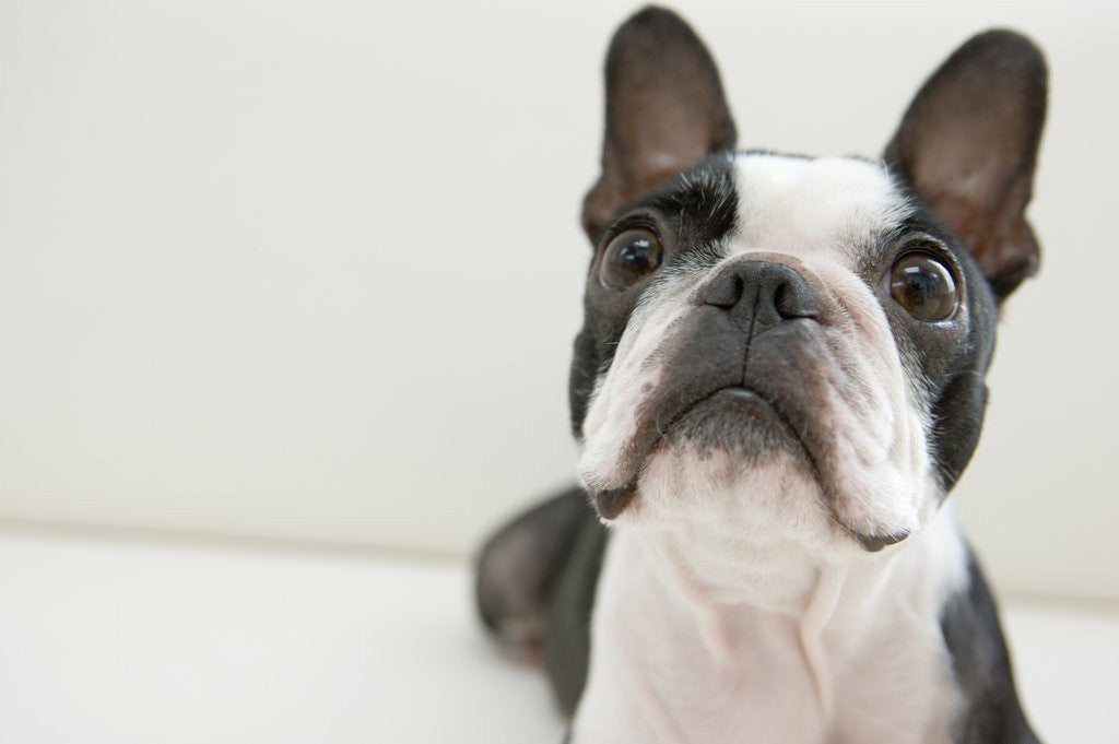 Detail of Dog, close-up by Anonymous
