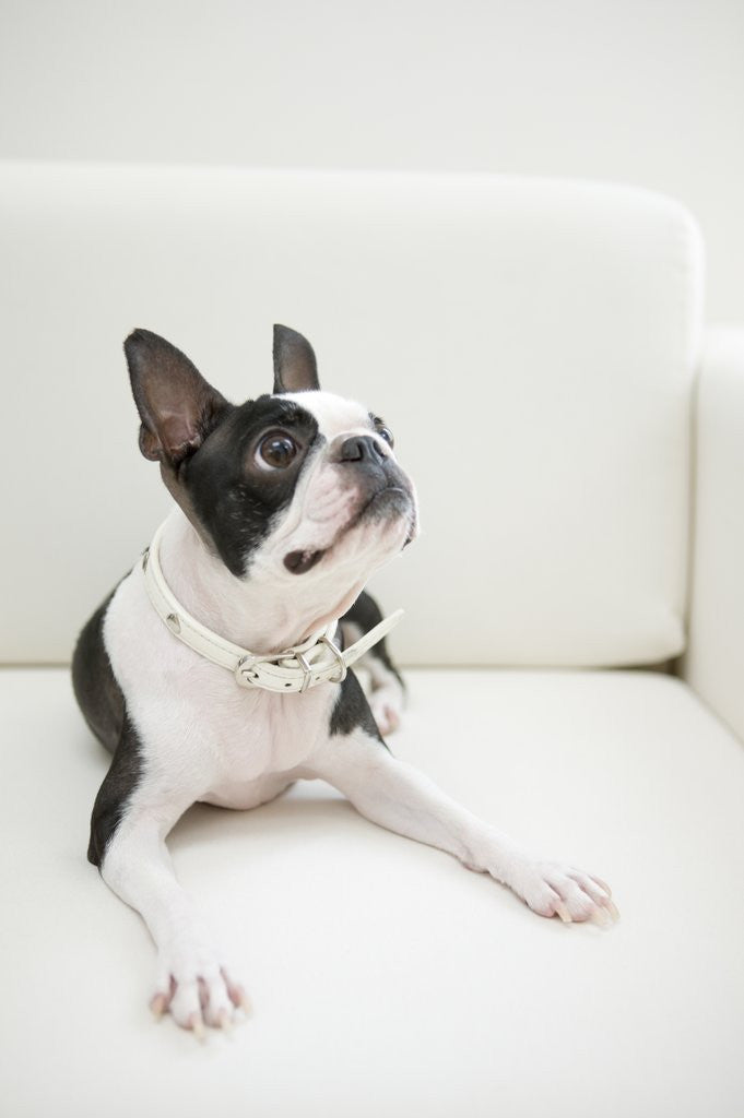 Detail of Dog on couch by Anonymous