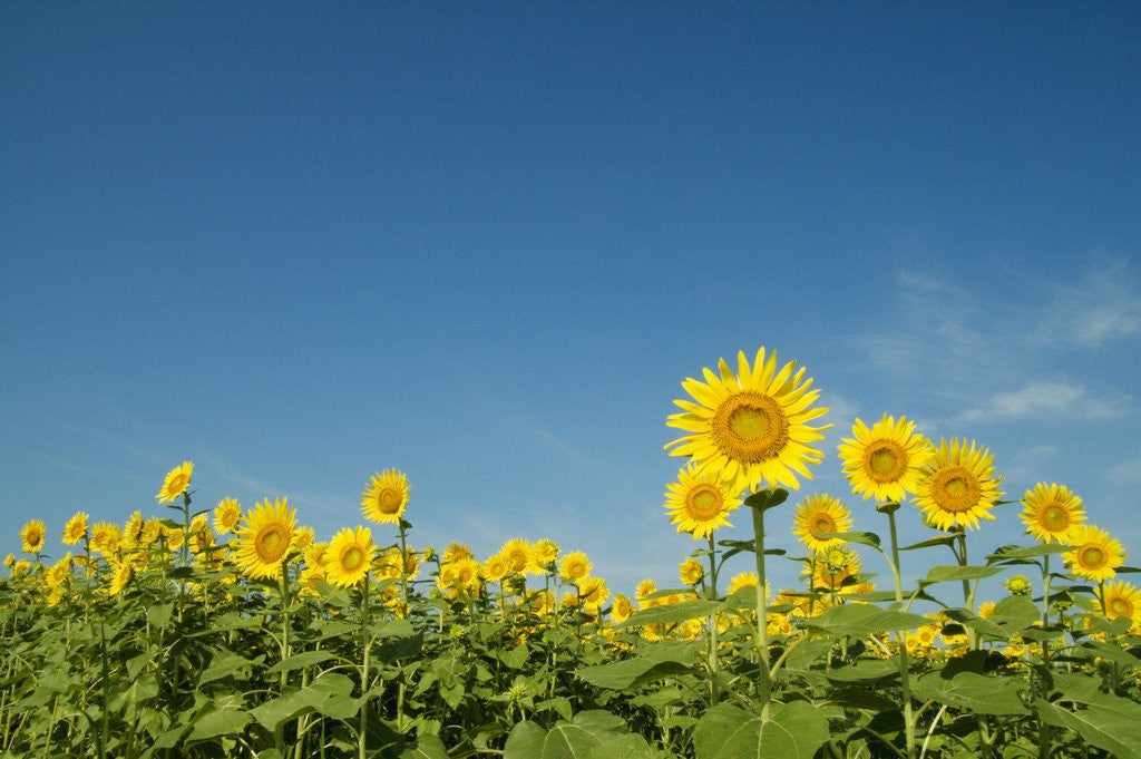 Detail of Sunflowers by Anonymous