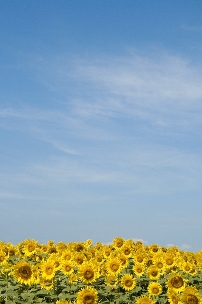 Detail of Sunflowers by Anonymous