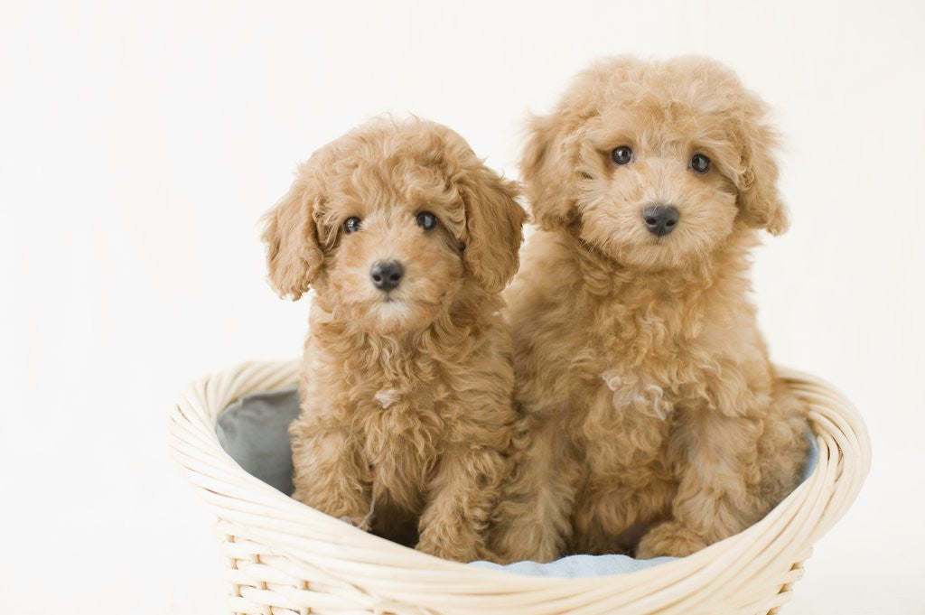 Detail of Dogs in basket by Anonymous