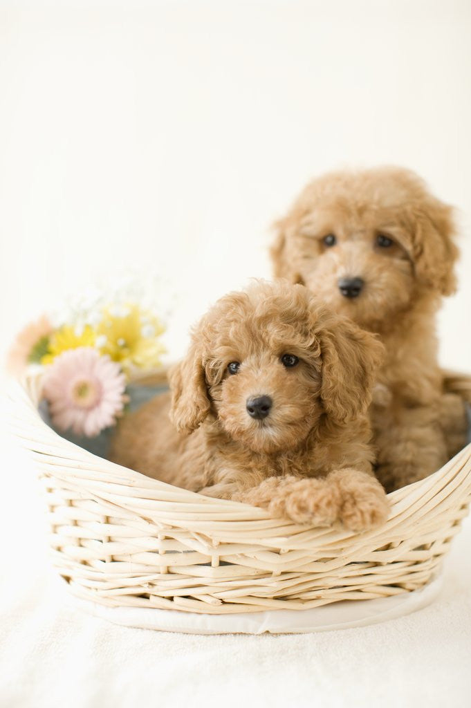 Detail of Dogs in basket by Corbis