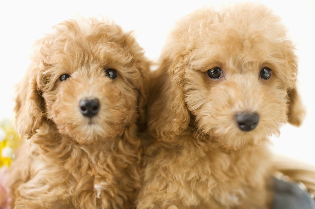Detail of Dogs in basket by Anonymous
