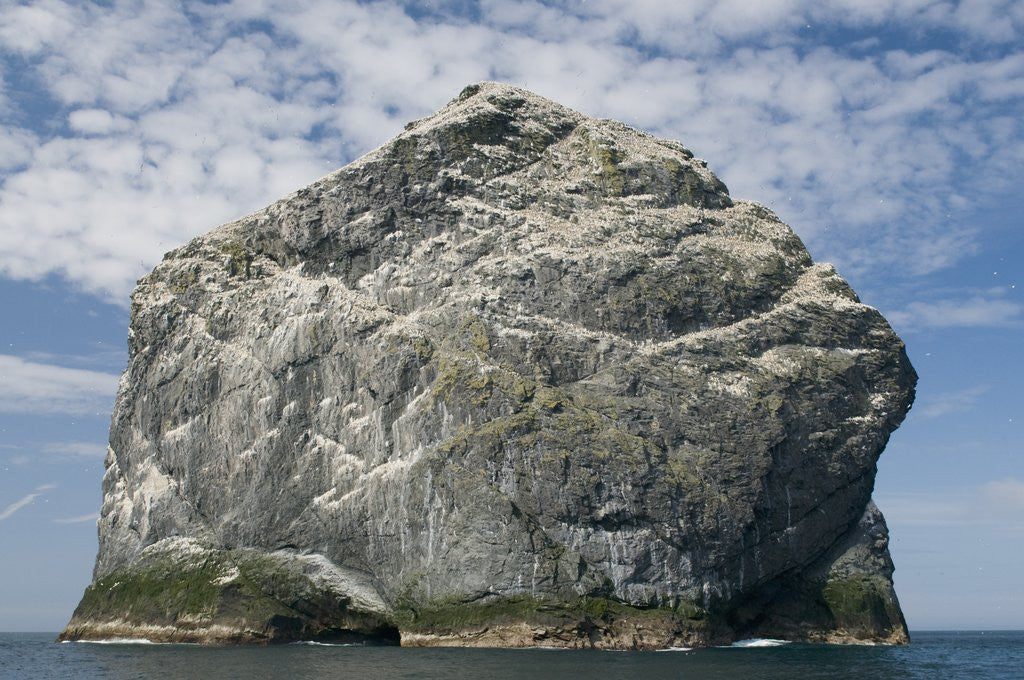 Detail of Northern gannet nesting colony atop Stac Lee by Anonymous