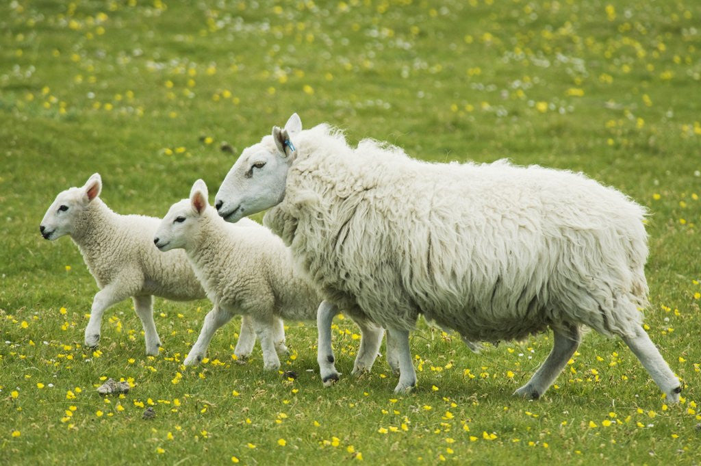 Detail of Ewe and lambs by Anonymous