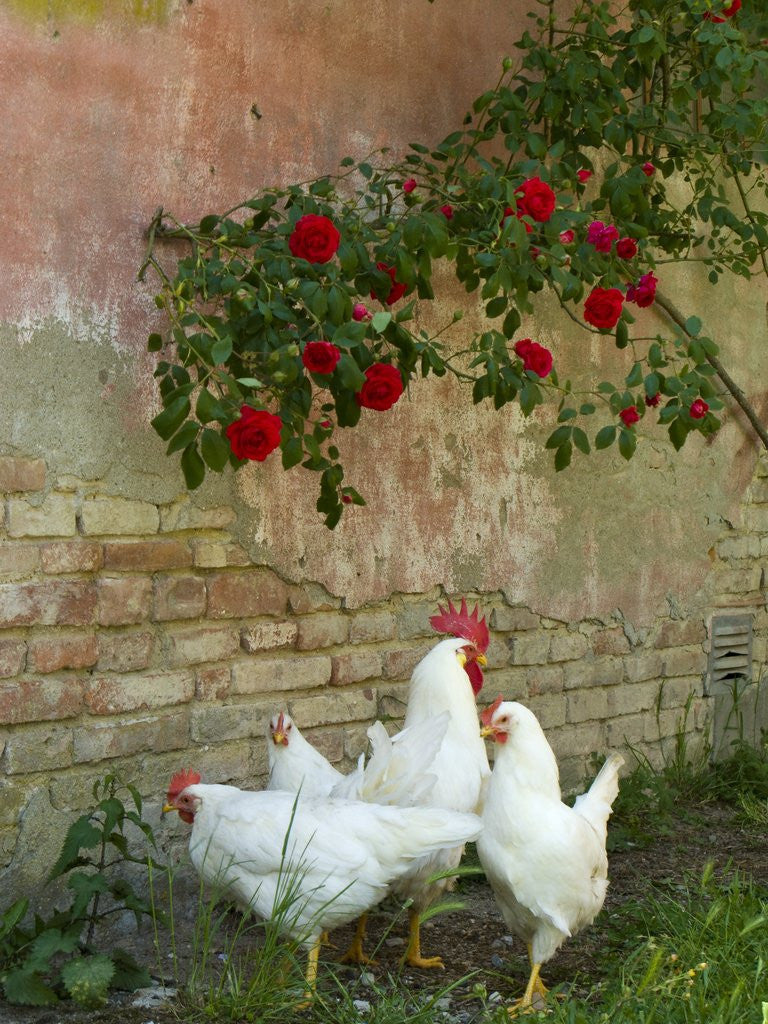 Detail of White chickens beneath roses by Corbis