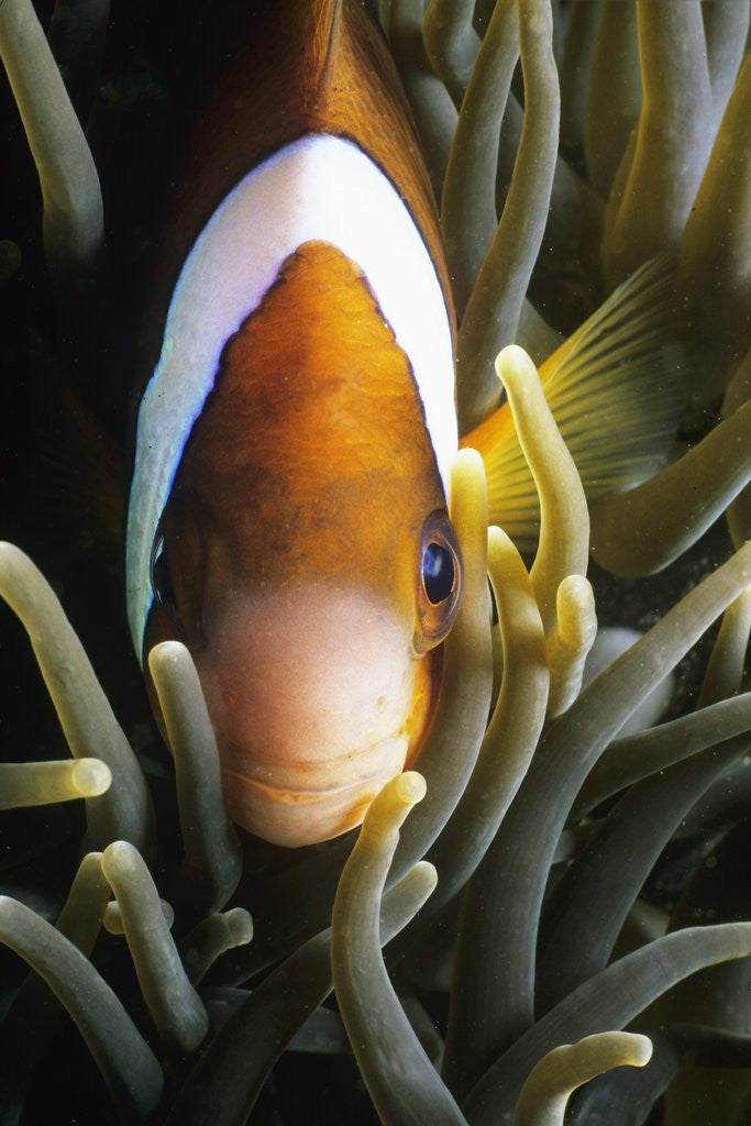 Detail of Barrier reef anemonefish in Lembeh Strait by Corbis