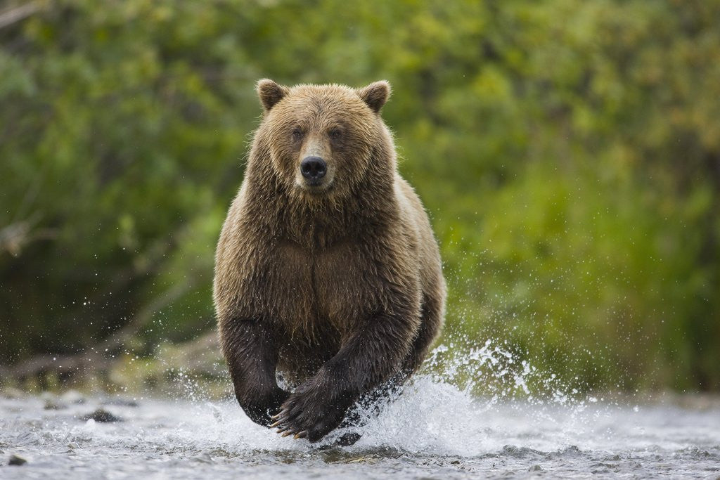 Detail of Brown bear running to catch salmon in a river by Corbis