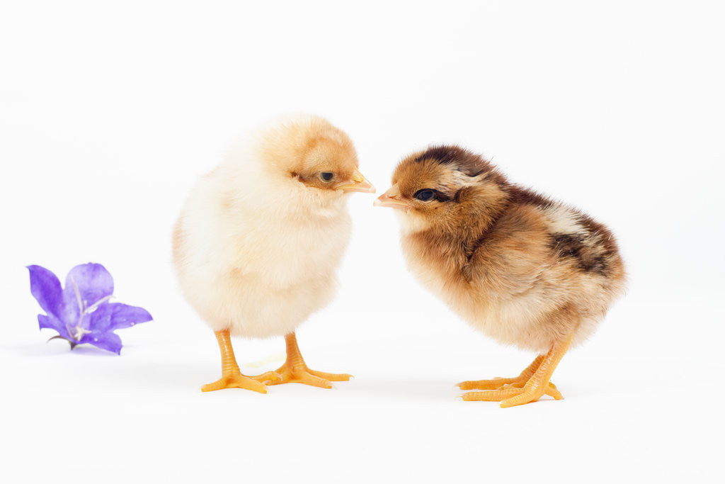Detail of Day-old chicks by Anonymous