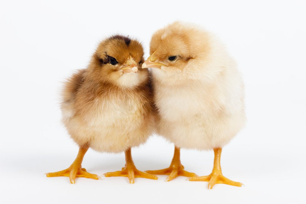 Detail of Day-old chicks by Corbis