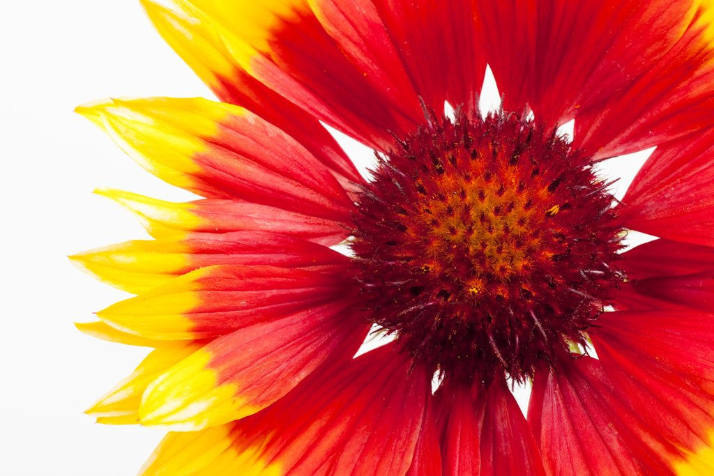 Detail of Blanketflower by Anonymous