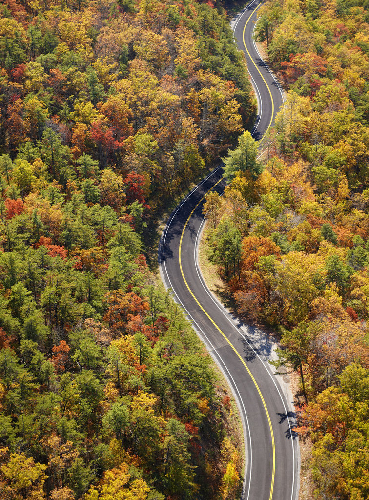 Detail of Road through Autumn forest by Anonymous