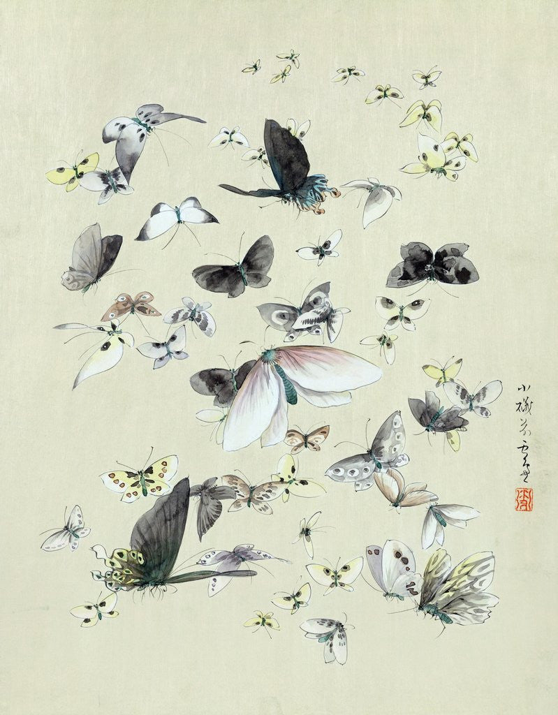 Detail of Drawing of butterflies and moths attributed to Settso by Anonymous