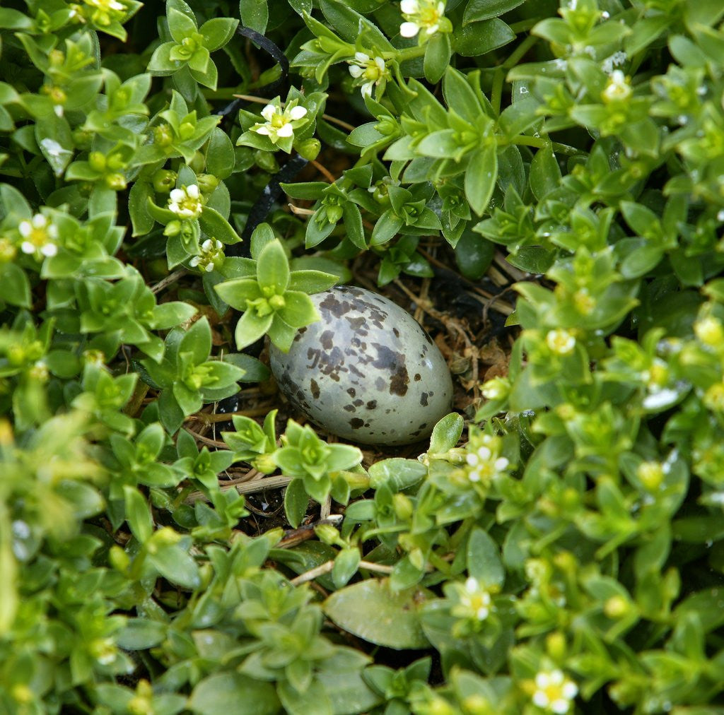 Detail of Arctic tern egg in nest by Anonymous