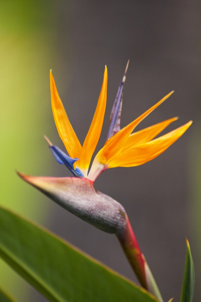 Detail of Bird-of-paradise flower on Maui by Corbis