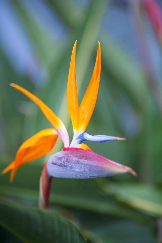 Detail of Bird-of-paradise flower on Maui by Corbis