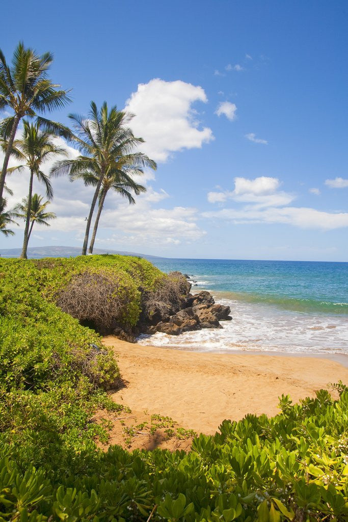 Detail of Secluded Po'olenalena Beach on Maui by Anonymous