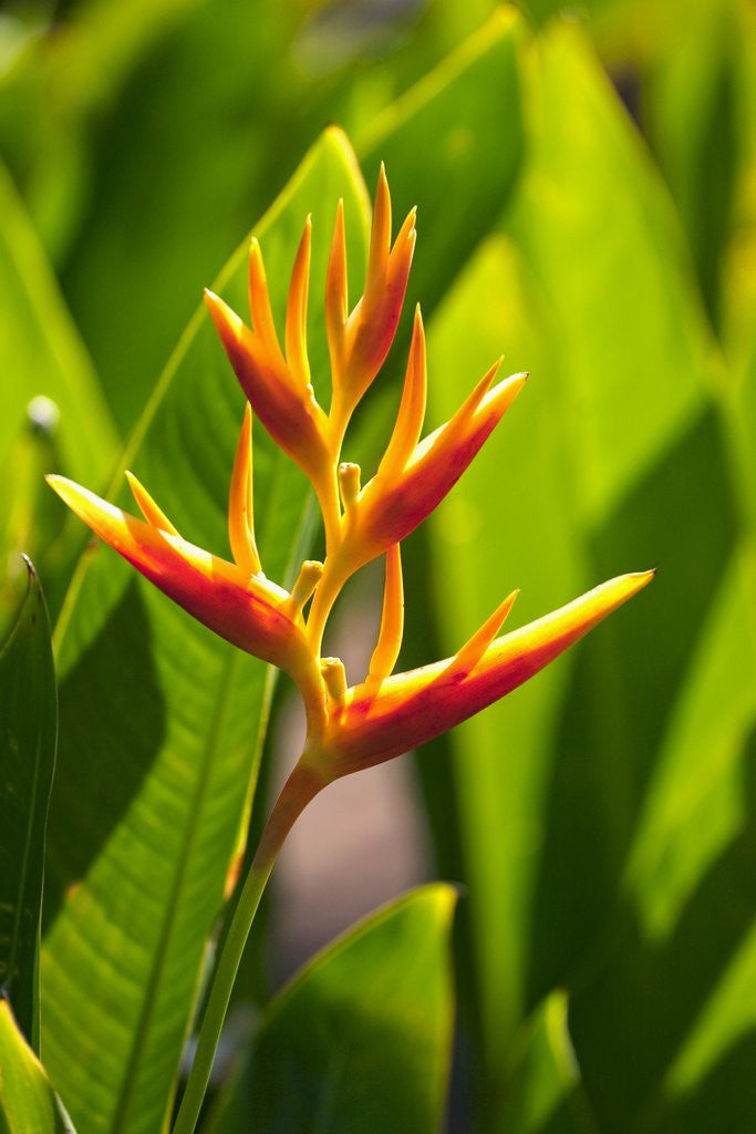 Detail of Heliconia Nickeriensis flower on Maui by Corbis