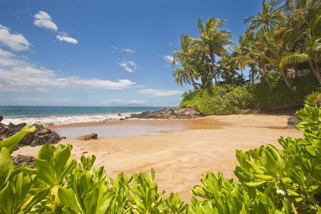 Detail of Secluded sandy beach on Maui by Anonymous