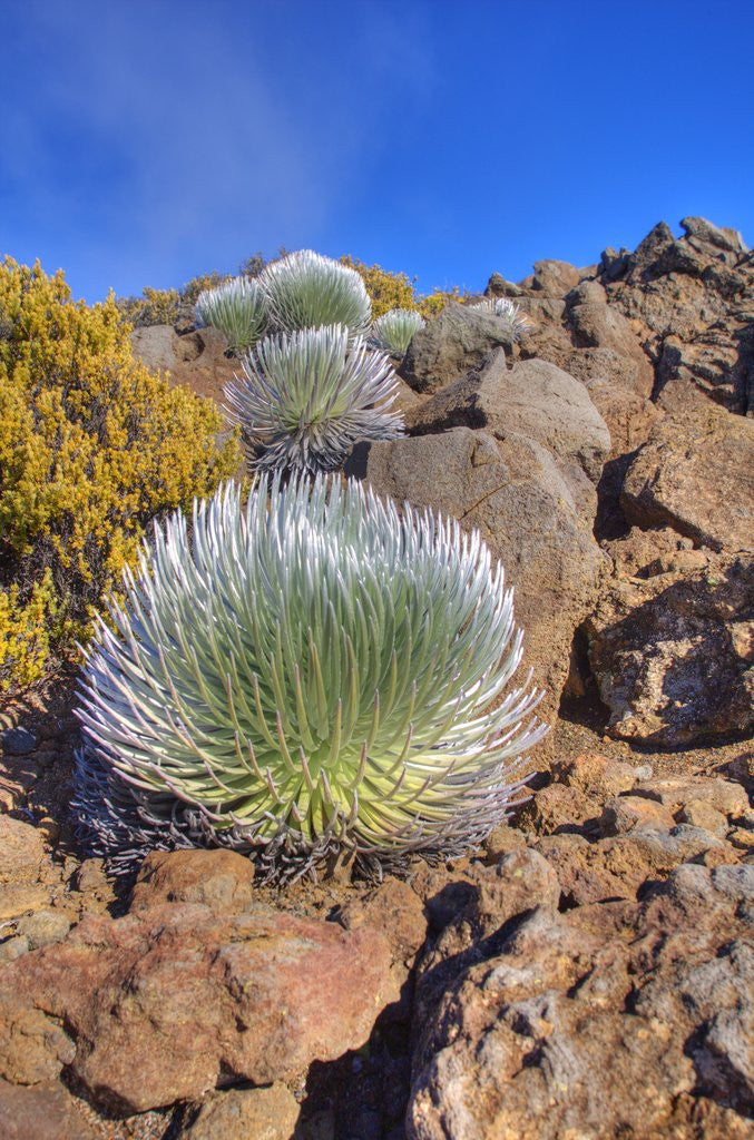 Detail of Silversword plants Haleakala Crater by Anonymous