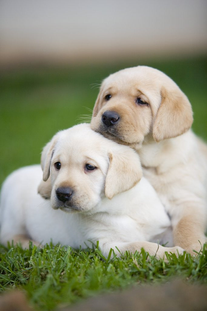 Difference Between Golden Retriever And Labrador Retriever Dog