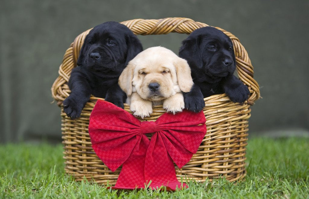 Detail of Black and yellow labrador retriever puppies in basket with red bow by Corbis