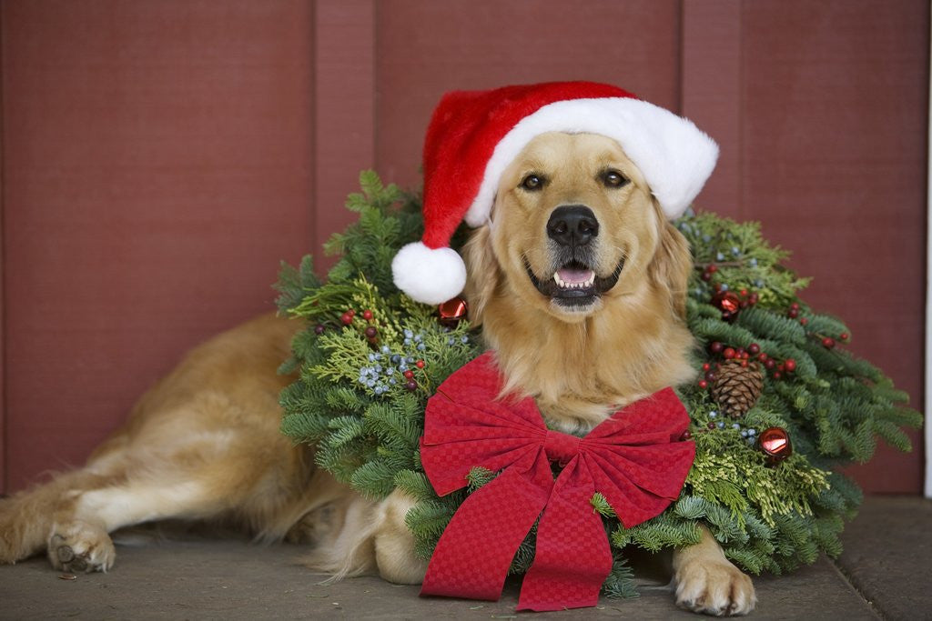 Detail of Golden Retriever wearing Christmas wreath and Santa hat by Corbis