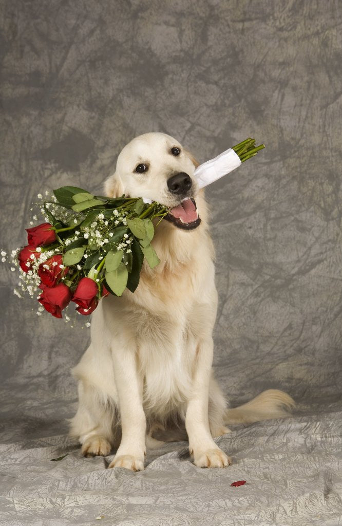 Detail of Golden Retriever holding bouquet of roses by Anonymous