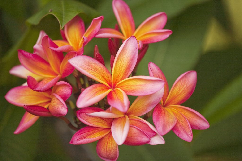 Detail of Frangipani blossoms on Maui by Anonymous