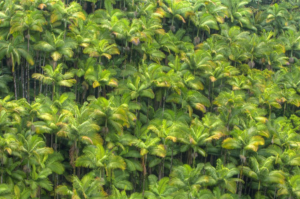 Detail of Rainforest near Nanue Falls on Hawaii Island by Anonymous