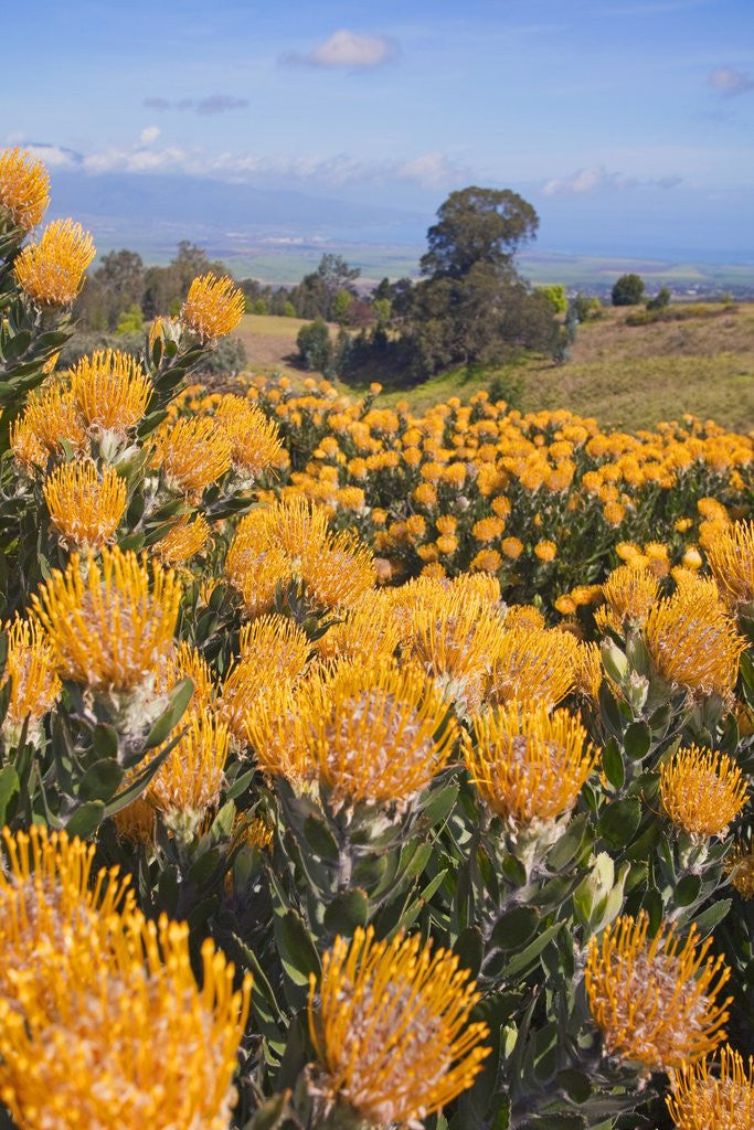 Detail of Pincushion protea flower in the up-country on Maui by Anonymous