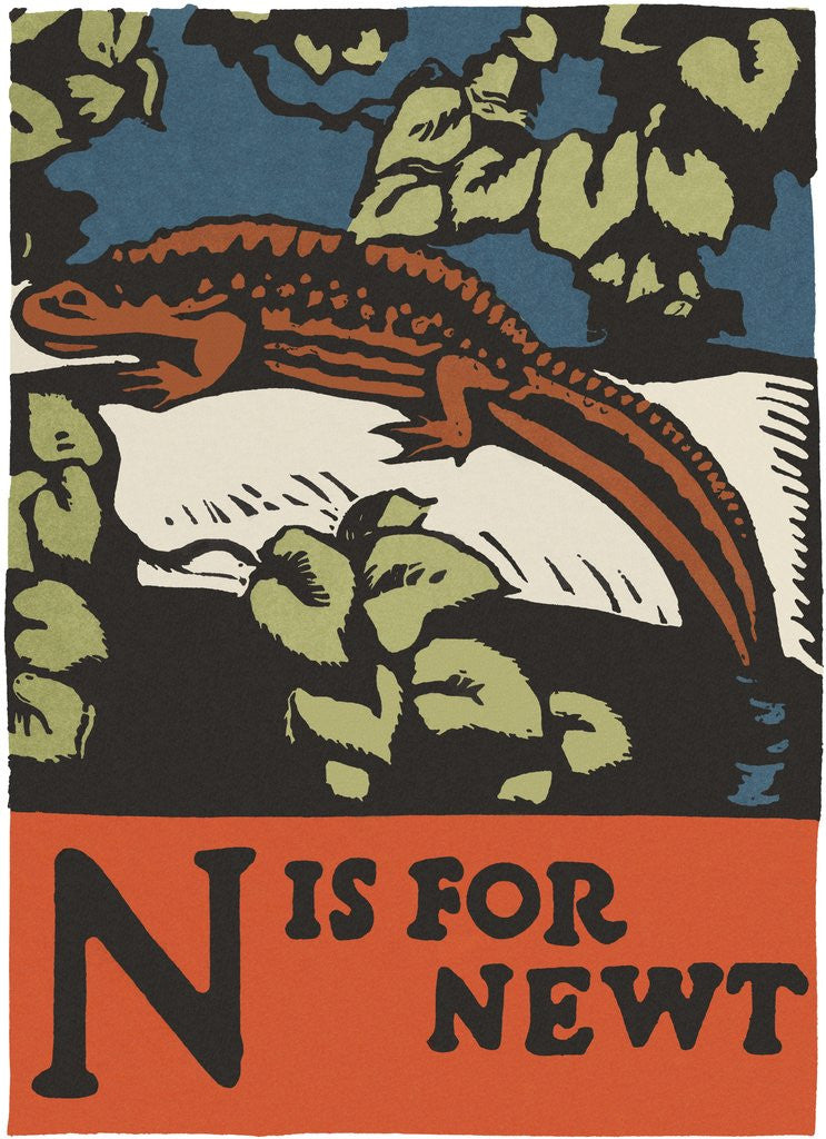 Detail of N is for newt by Corbis