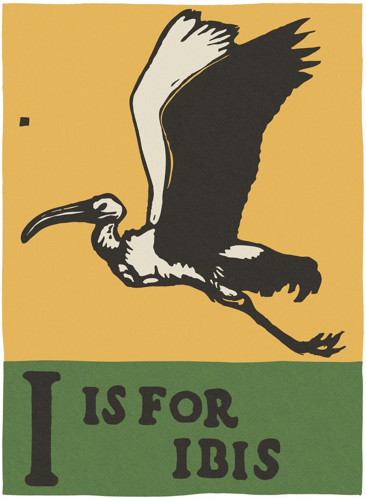 Detail of I is for ibis by Anonymous