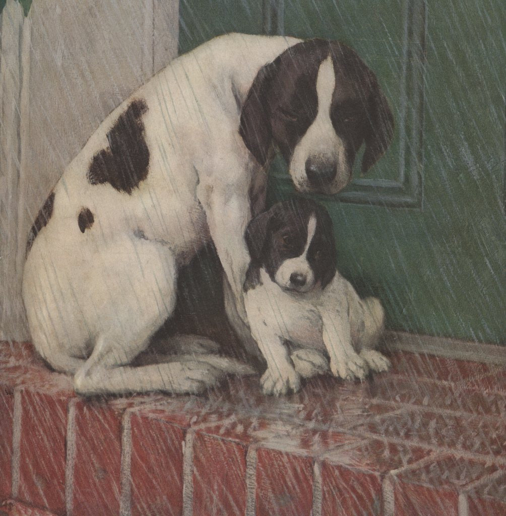 Detail of Dog and puppy in rain by Anonymous