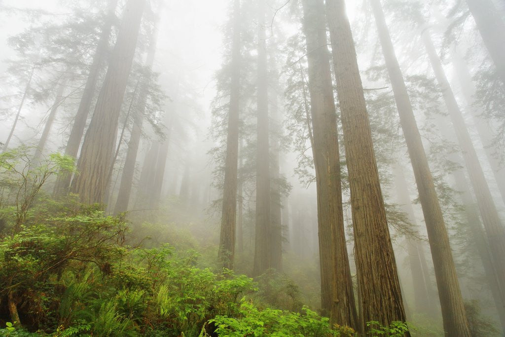 Detail of Forest along Damnation Creek Trail by Anonymous