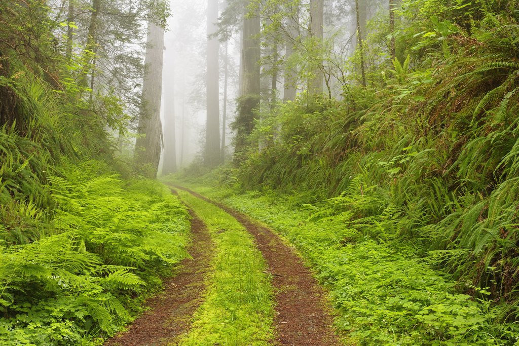 Detail of Old forest road running through towering redwood trees by Anonymous