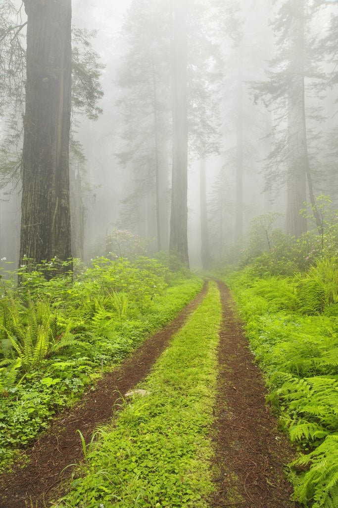 Detail of Old forest road running through towering redwood trees by Anonymous