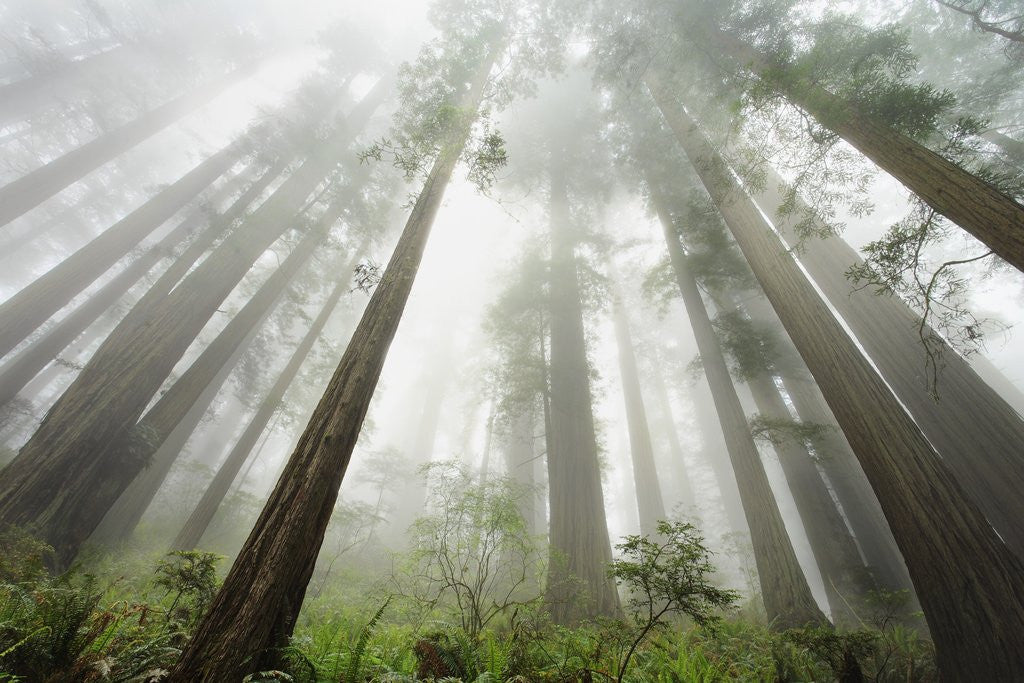 Detail of Redwood trees near Damnation Creek Trail by Anonymous