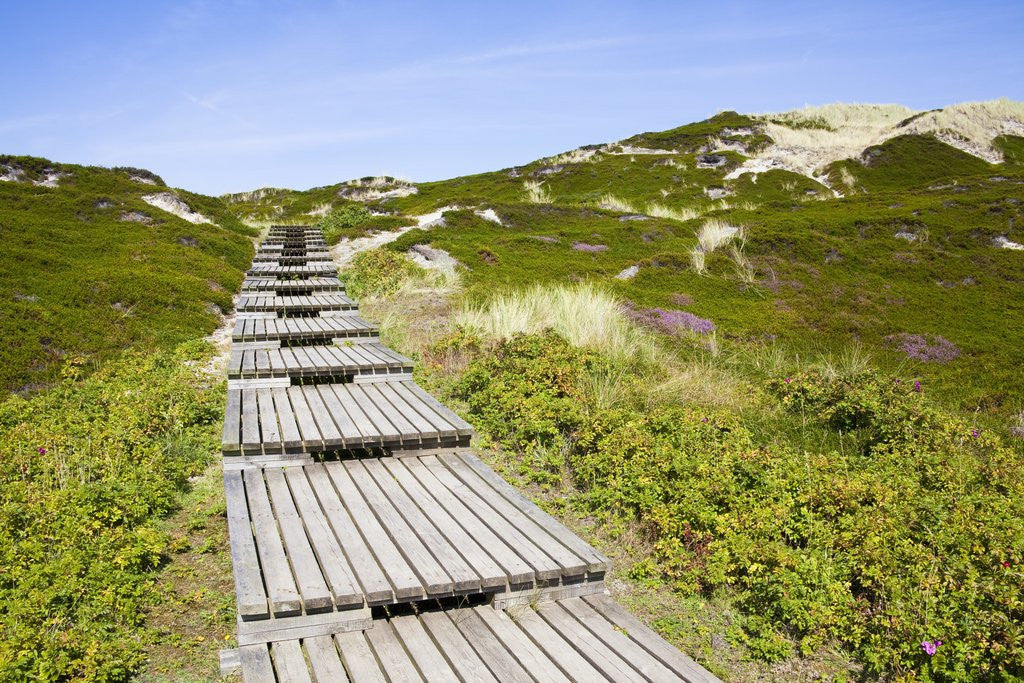 Detail of Wooden walkway through vegetation covered sand dunes by Corbis