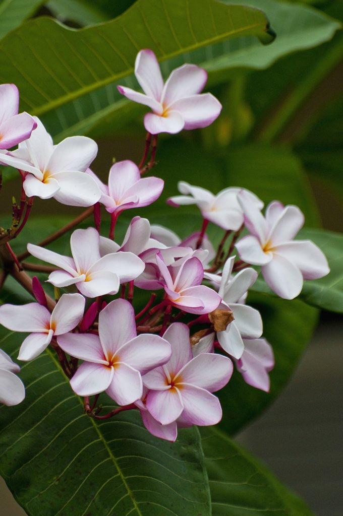 Detail of Pink frangipani in bloom by Anonymous