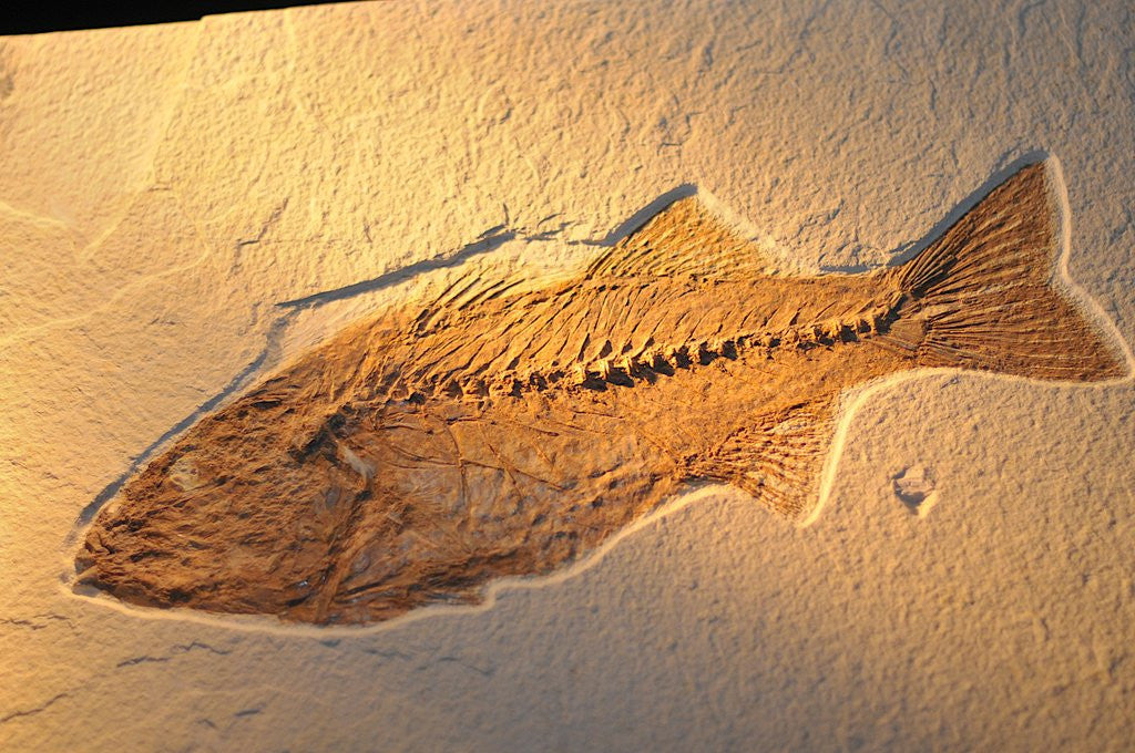 Detail of Fish fossil by Anonymous