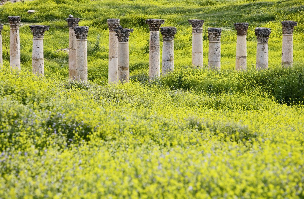 Detail of Roman columns rising above field of wildflowers by Anonymous