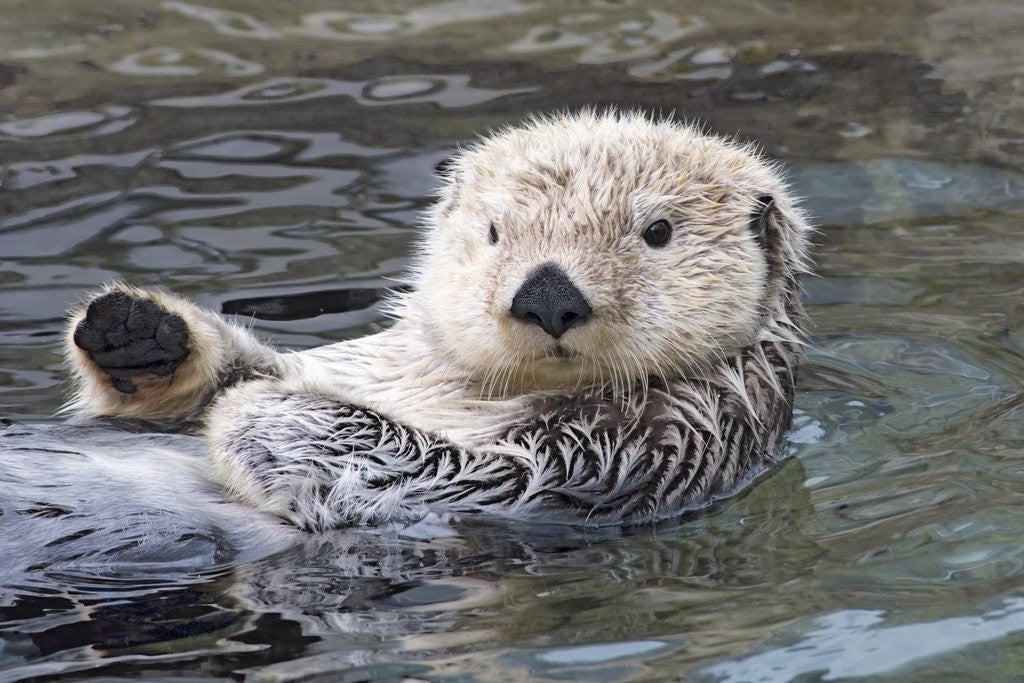 Detail of Southern sea otter hold paws up to conserve heat by Corbis