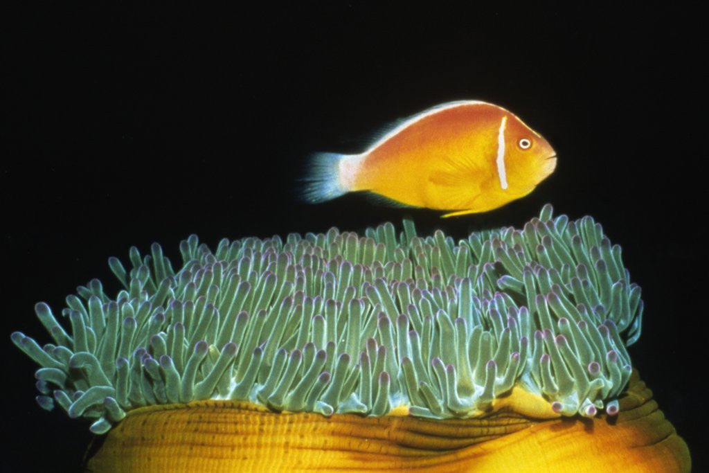 Detail of Pink Anemonefish hovers over Magnificent Sea Anemone by Anonymous