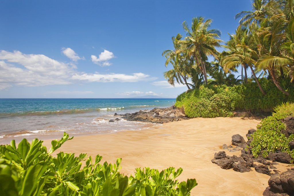 Detail of Secluded sandy beach on Maui by Anonymous