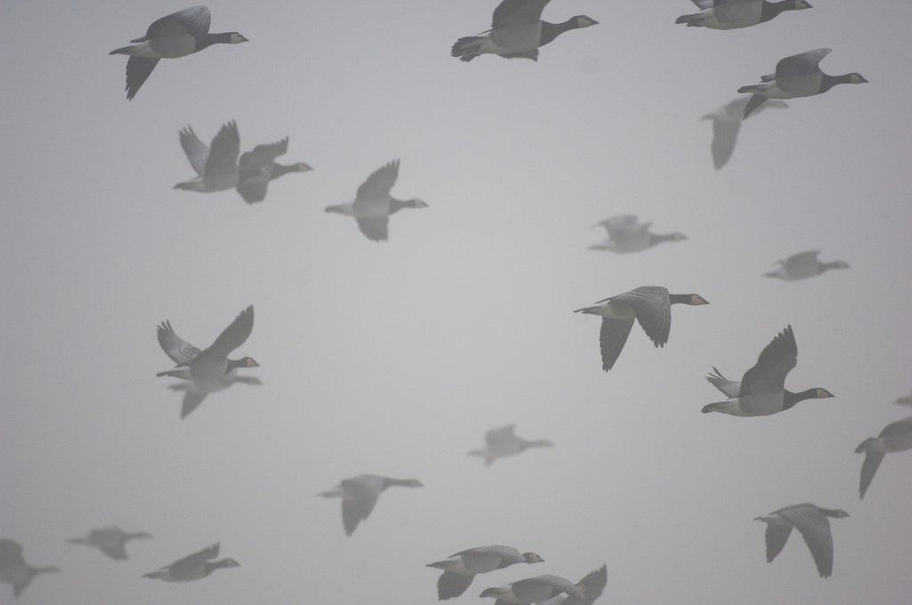 Detail of Flock of barnacle geese flying through heavy fog by Anonymous
