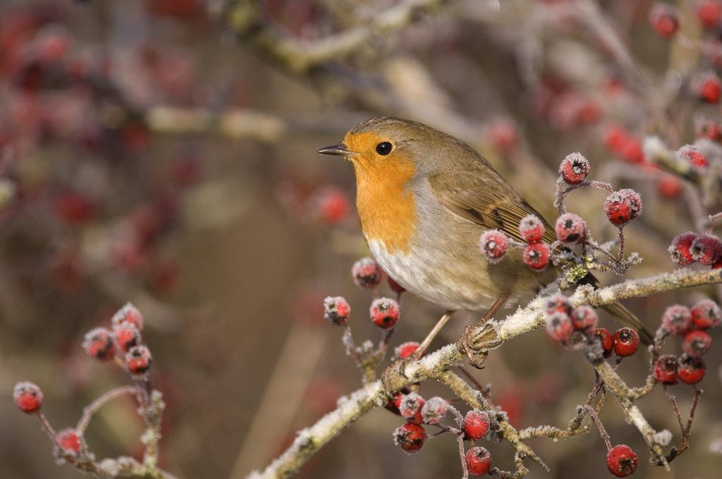 Detail of European robin perched among frost covered berries by Corbis