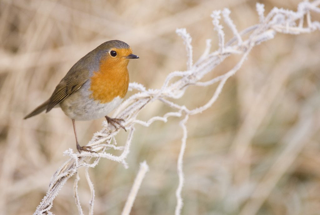 Detail of European robin perched on frost covered grass by Corbis